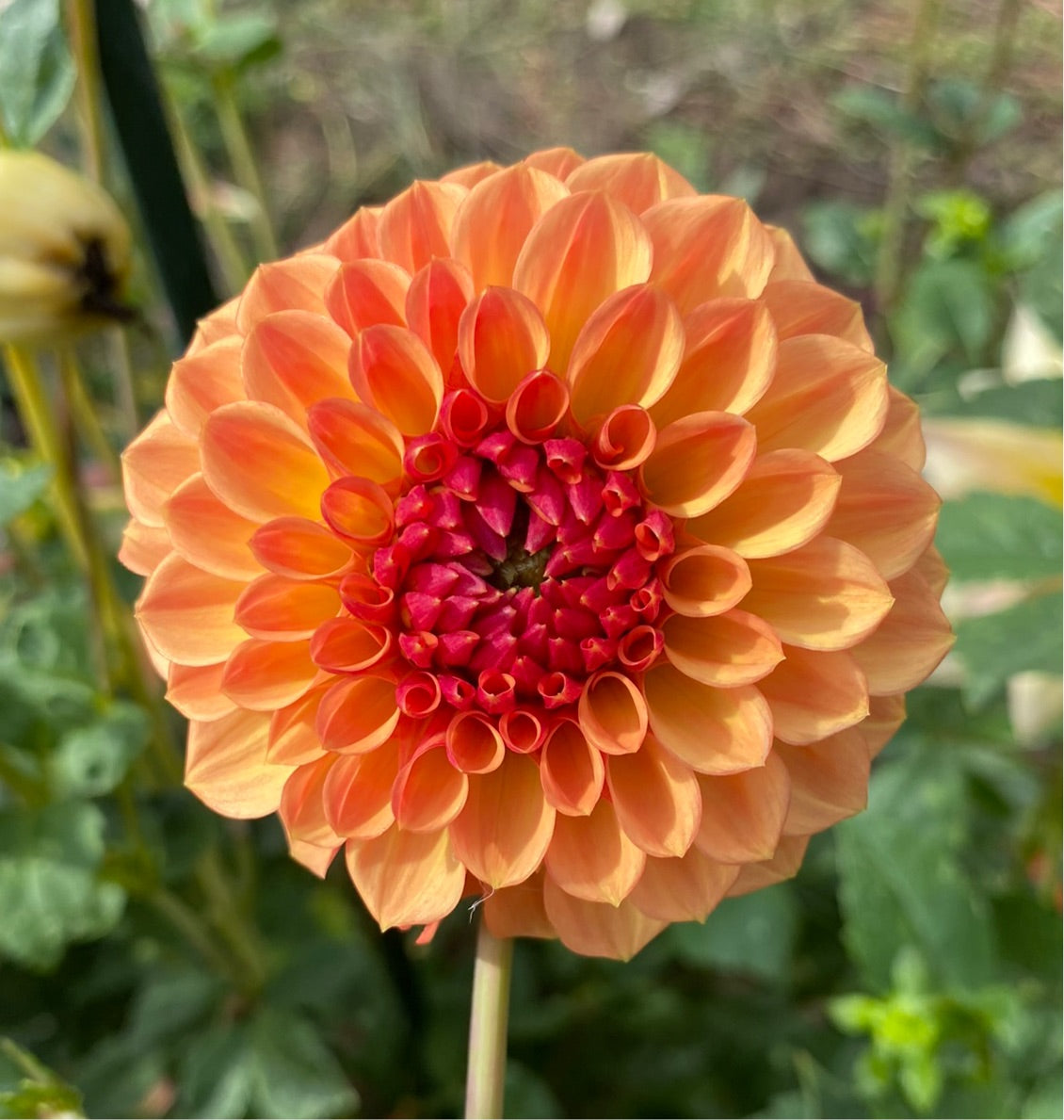 Bonanza Oregon Dahlia Company