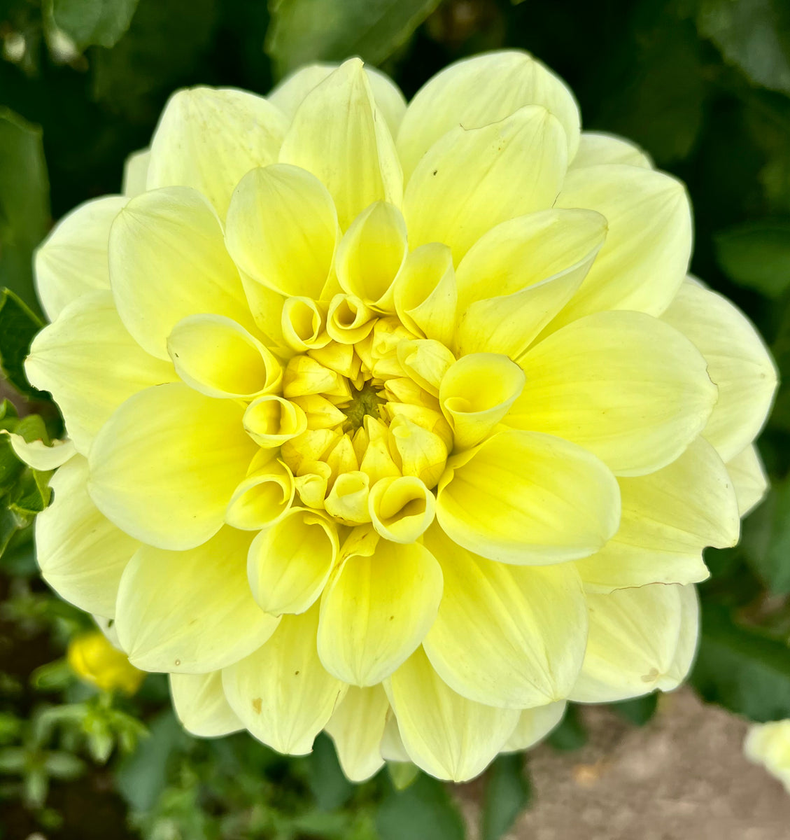 Sunkissed – Oregon Dahlia Company
