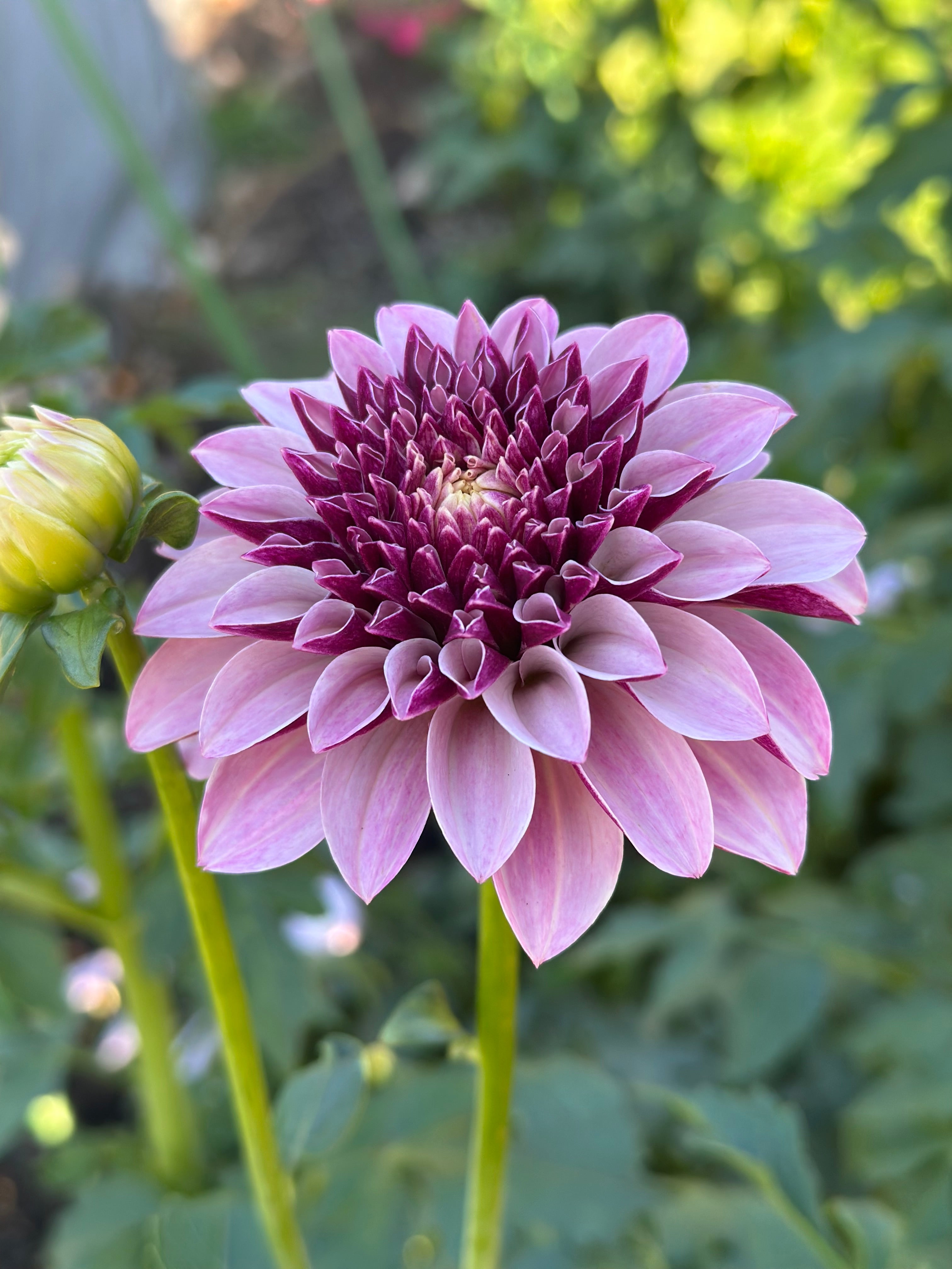 Salish Twilight Girl