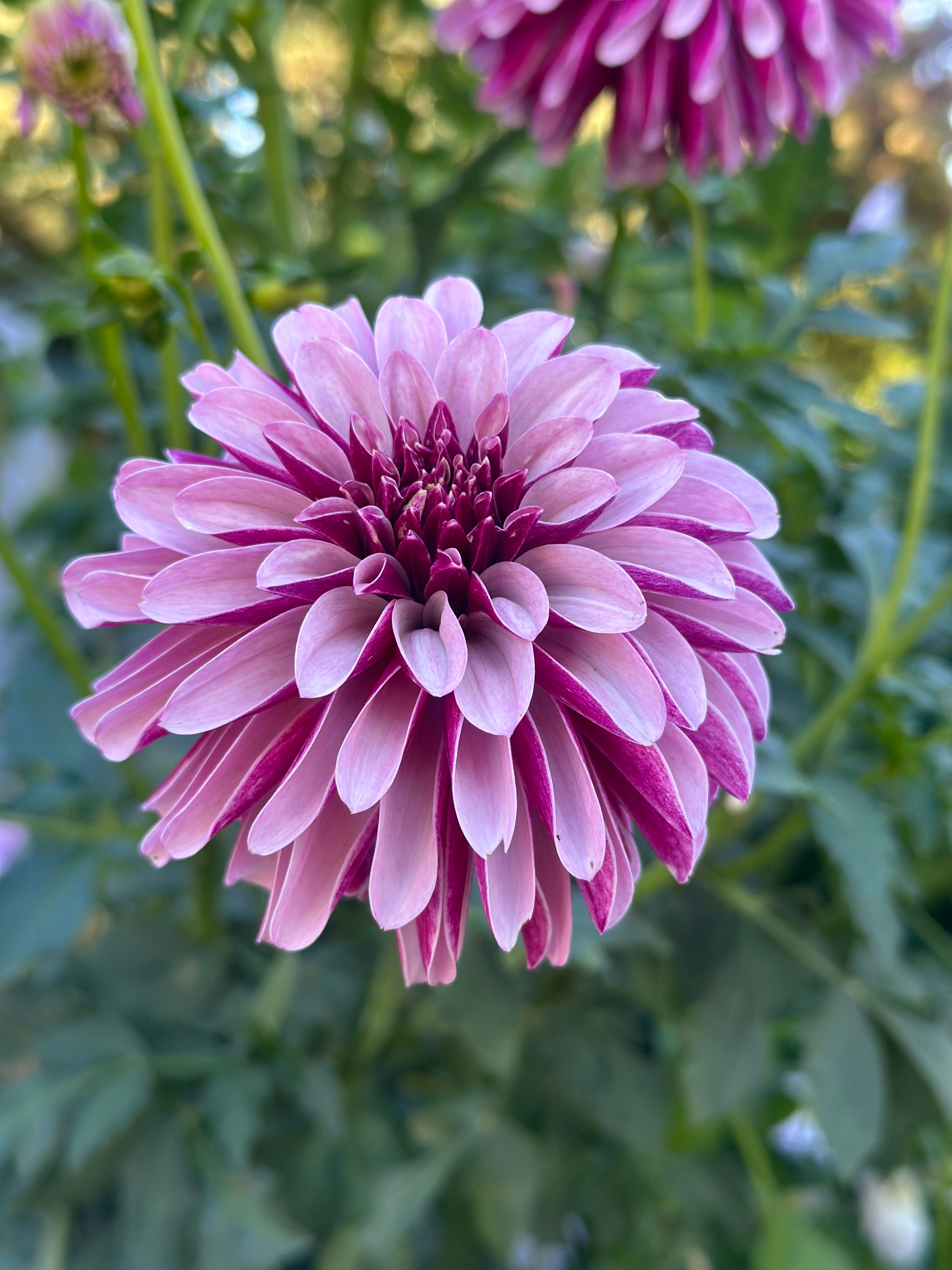 Salish Twilight Girl