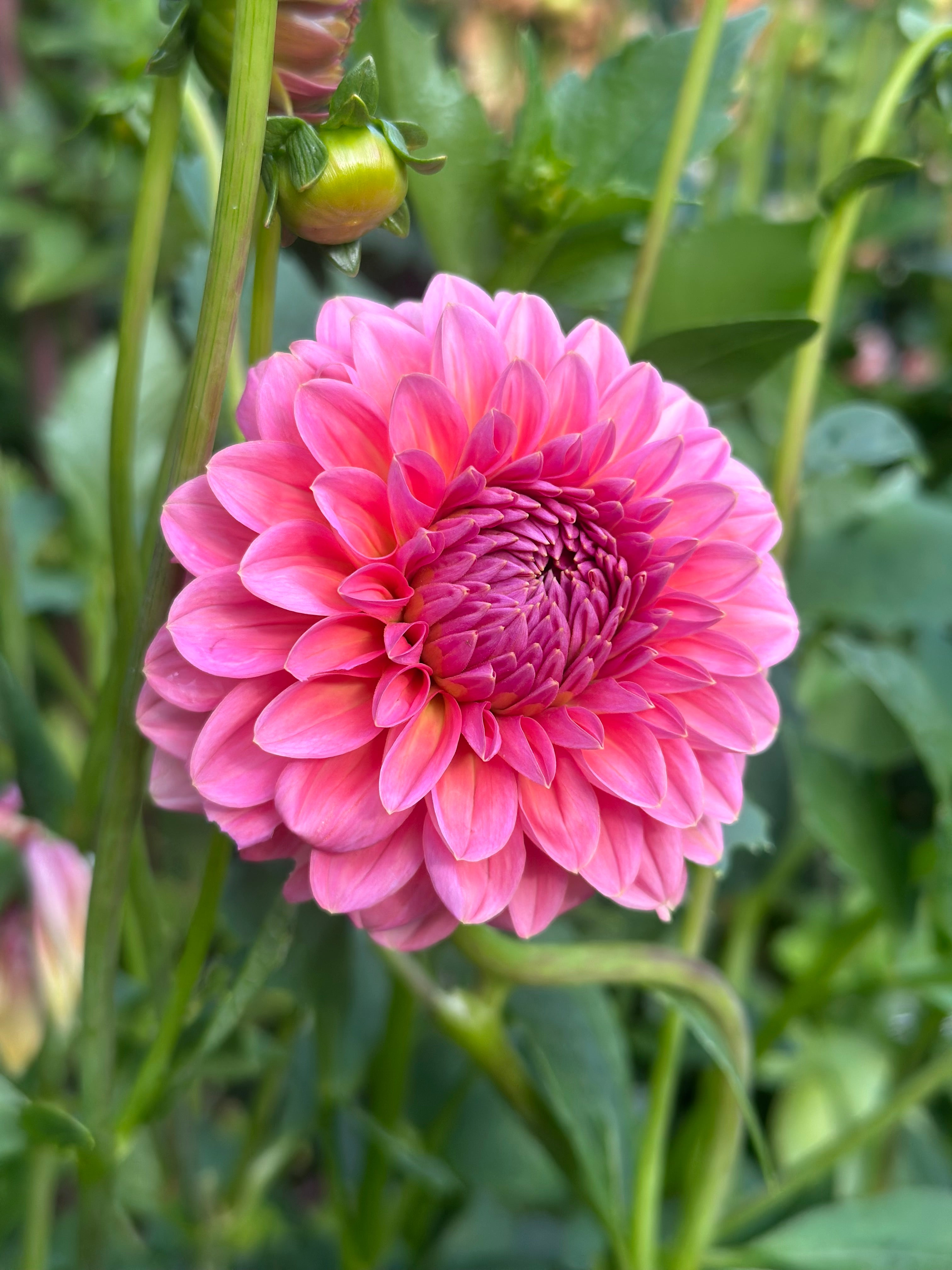 Doris Duke – Oregon Dahlia Company