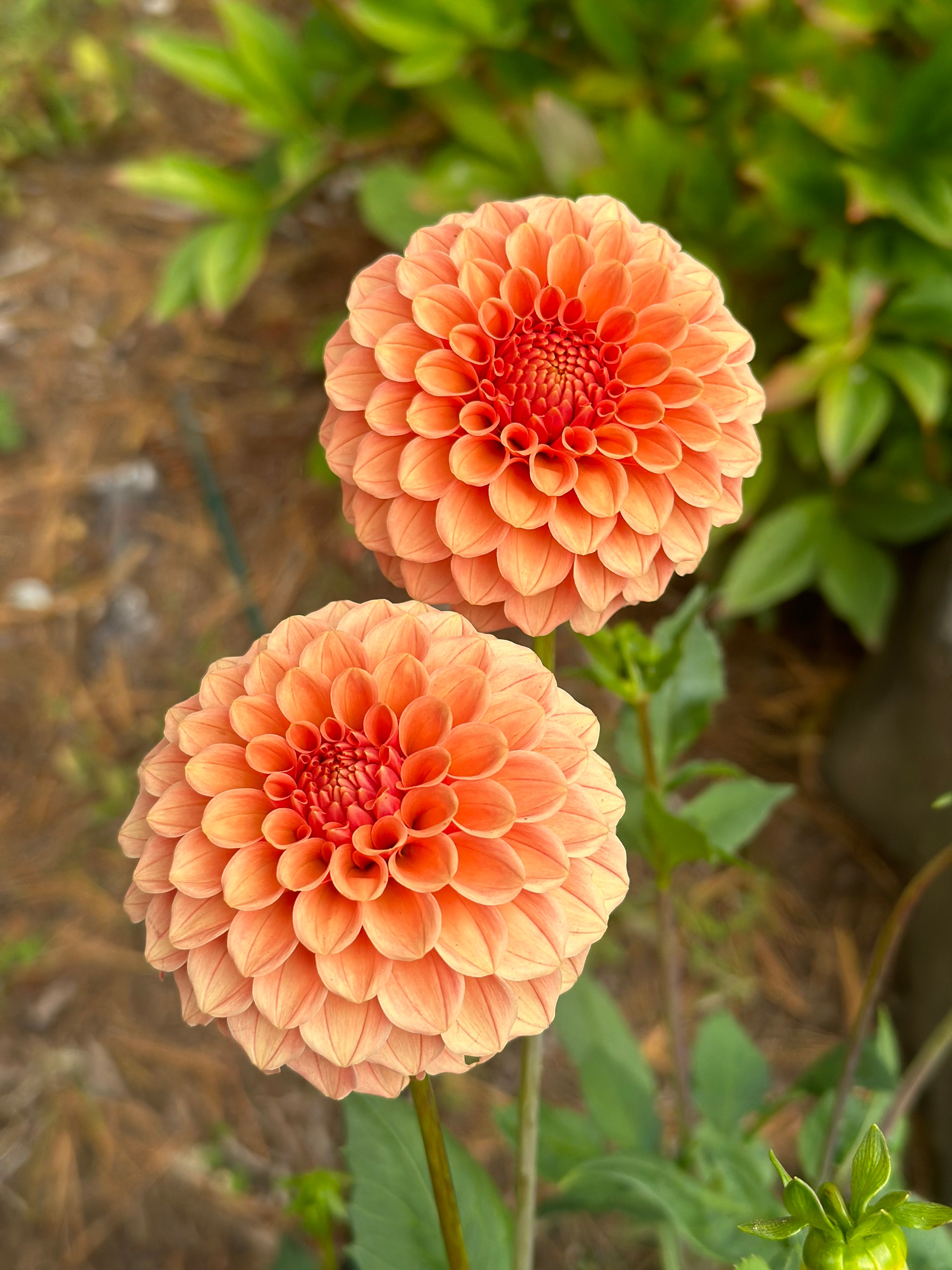 Rose Toscano