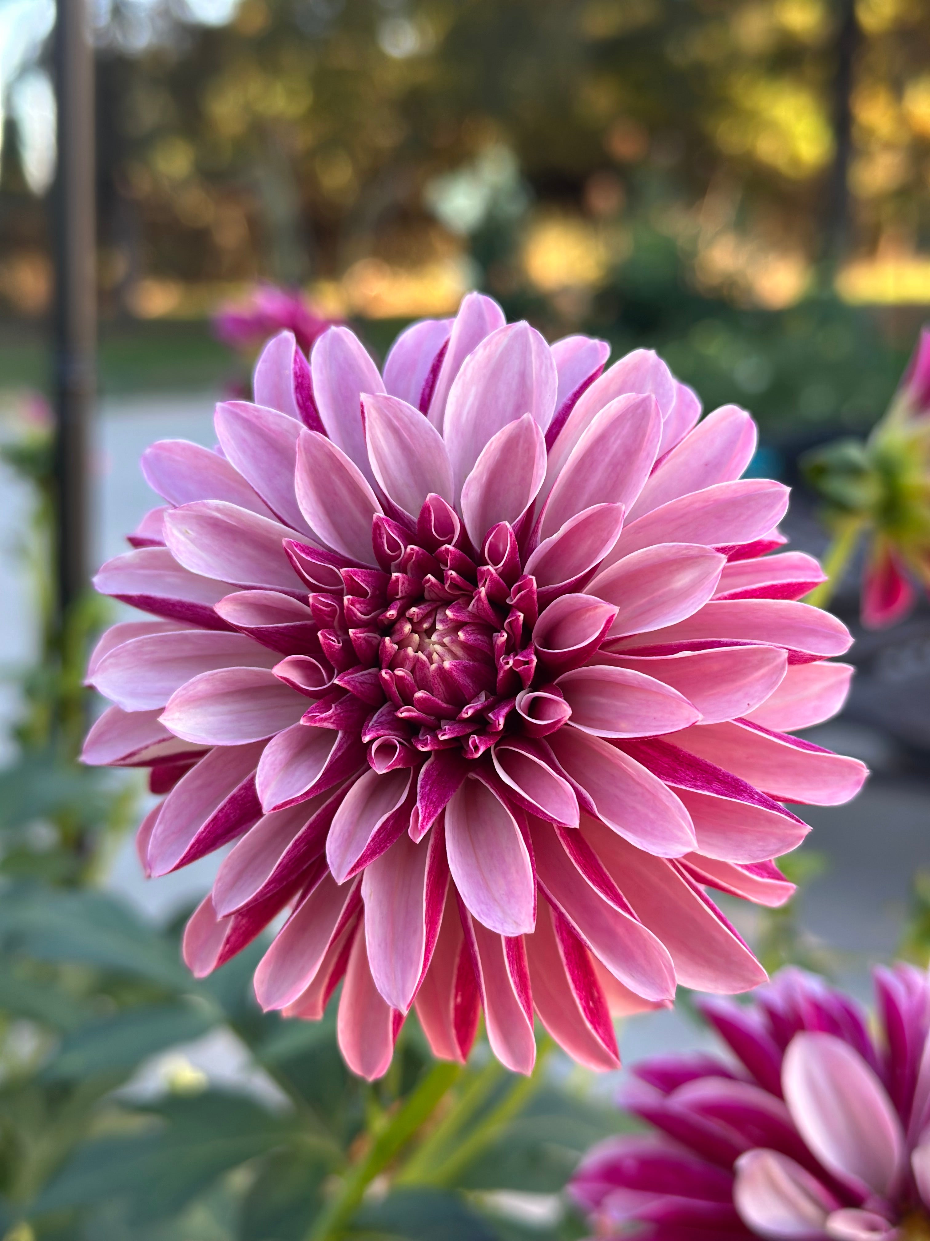 Salish Twilight Girl