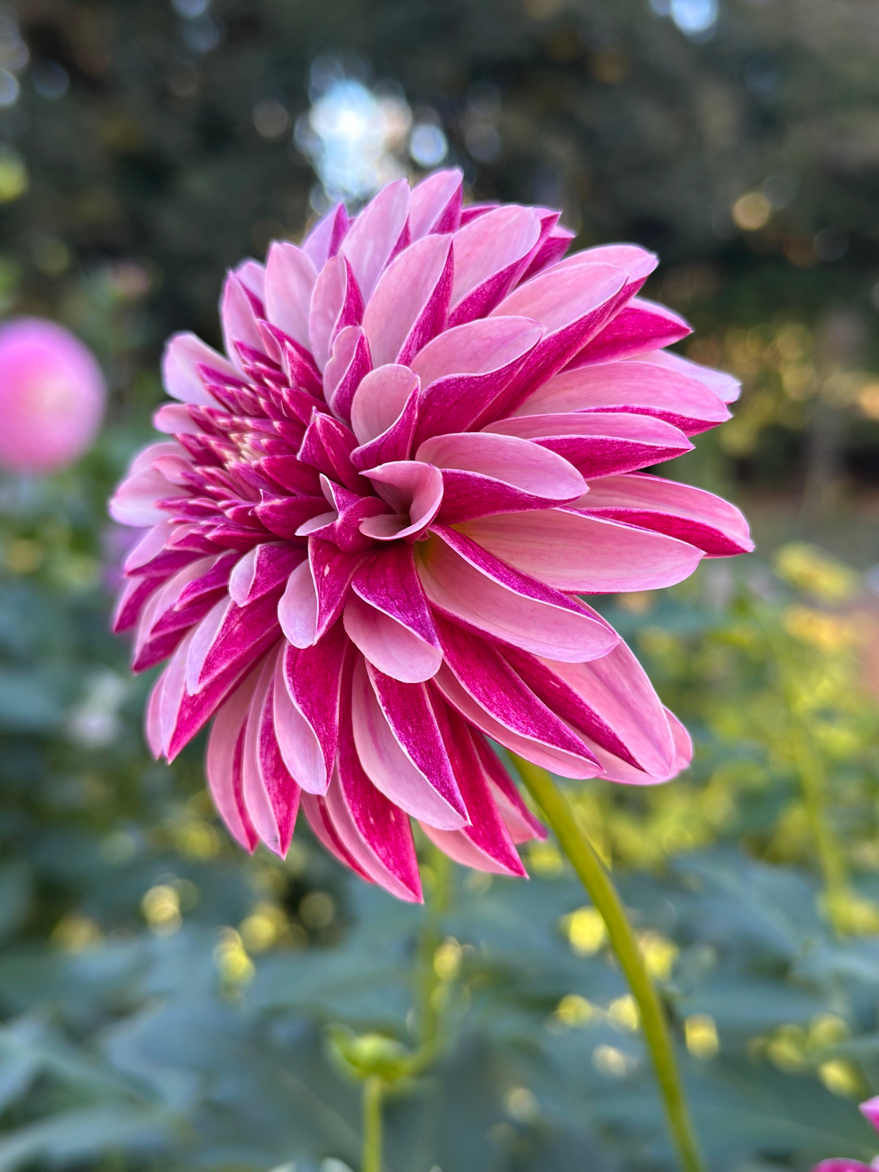 Salish Twilight Girl