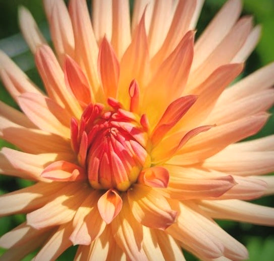 Peach Fuzz