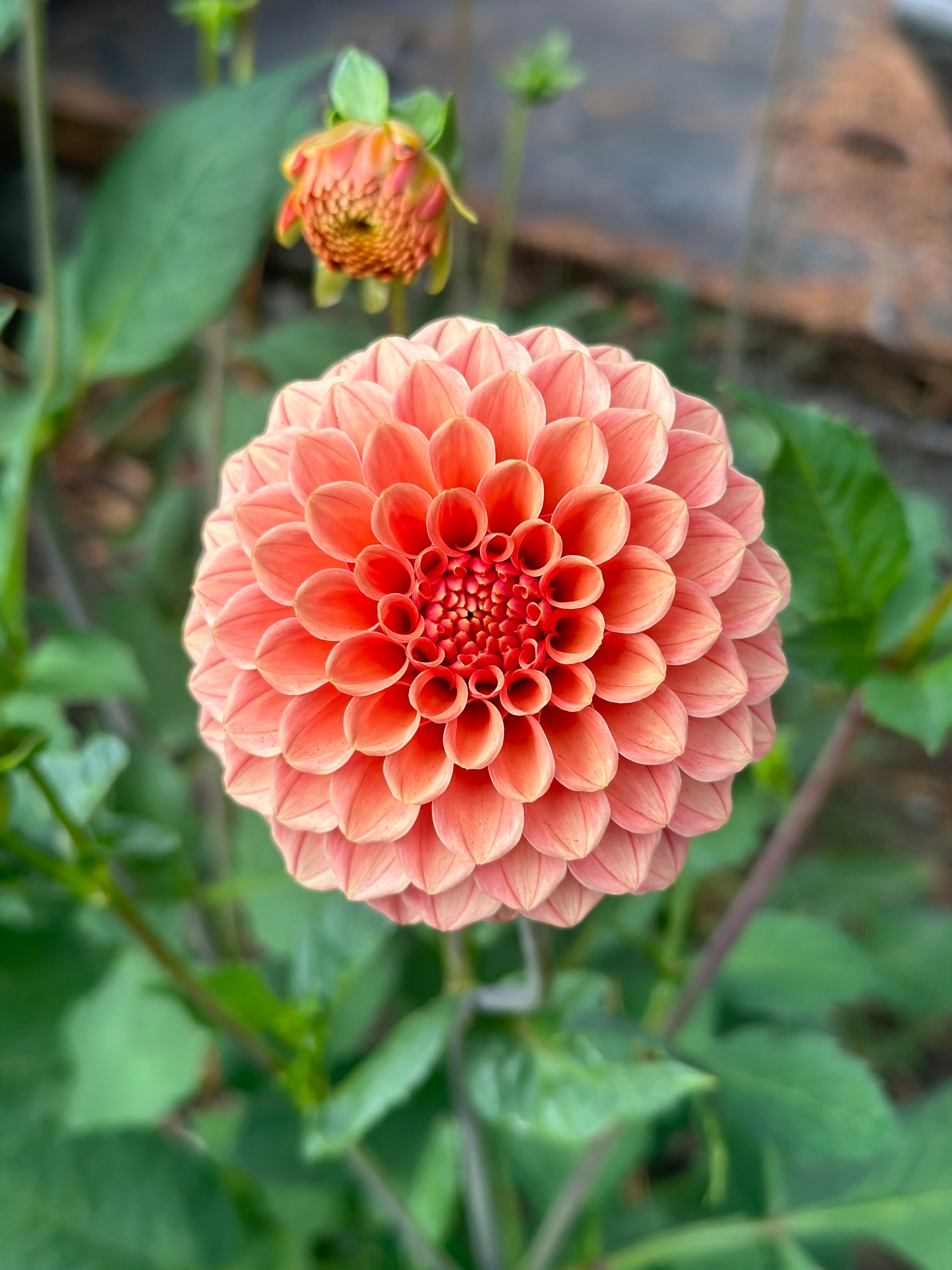 Rose Toscano