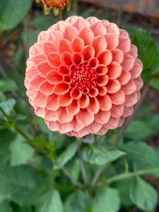 Rose Toscano