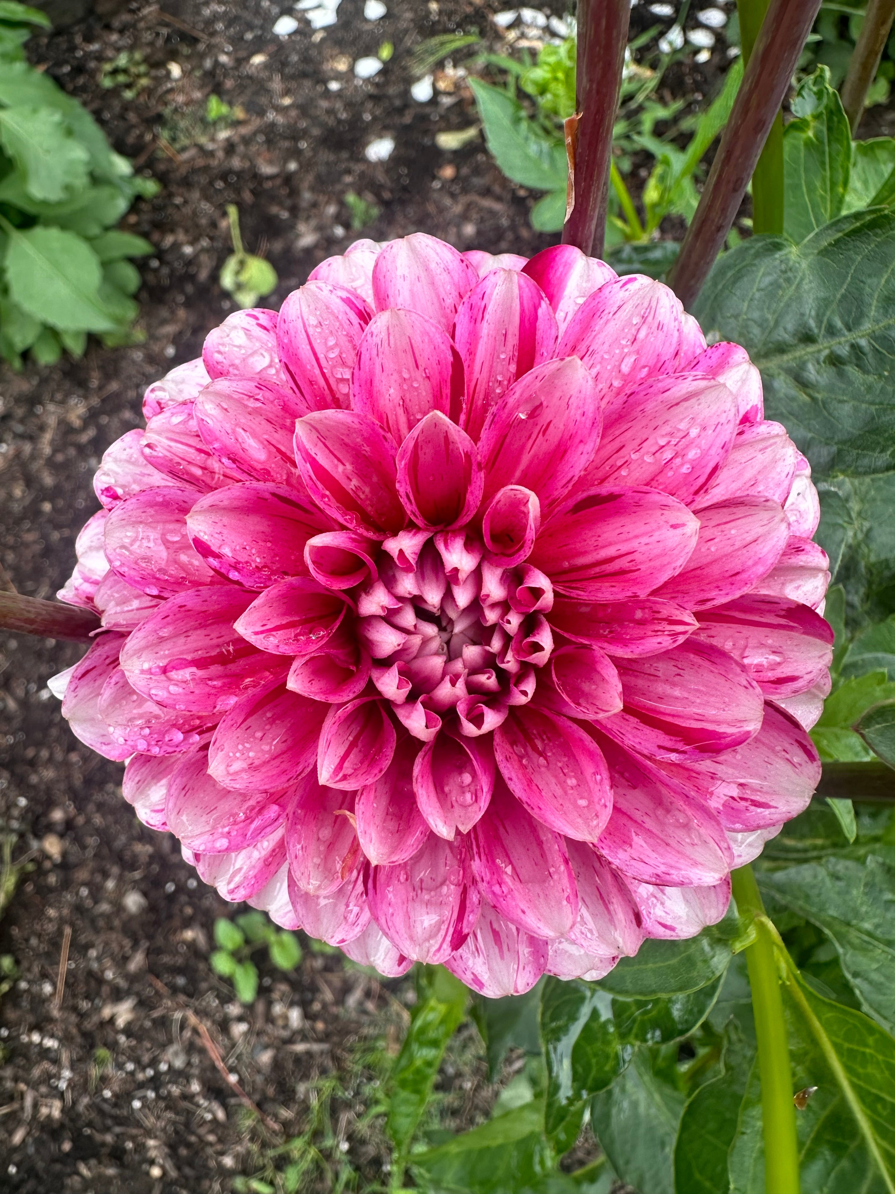 Strawberry Cream