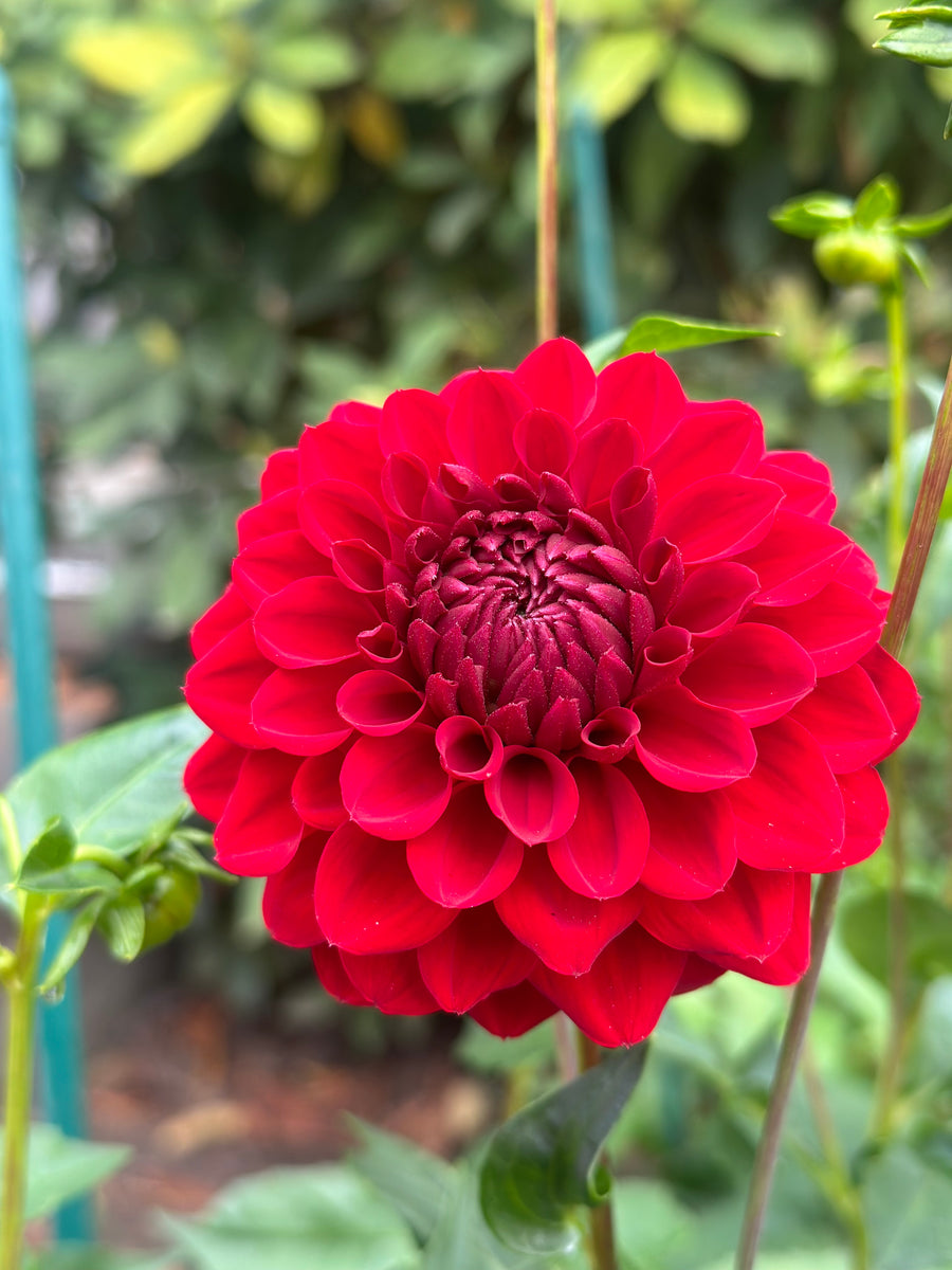 Ali Oop – Oregon Dahlia Company